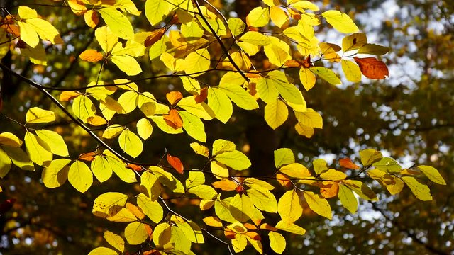 Bunte Buchenblätter im Herbstwald