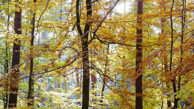 Bunter Herbstwald