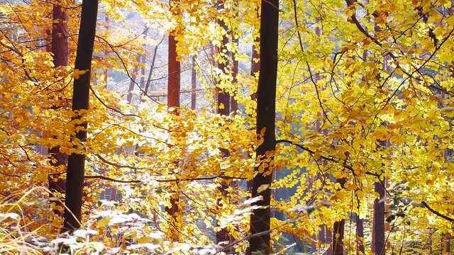 Bunter Herbstwald