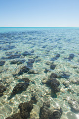 Stromatolites Hamelin Pool Australia