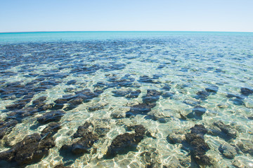 Panoramic View Stromatolites Hamelin Pool Australia