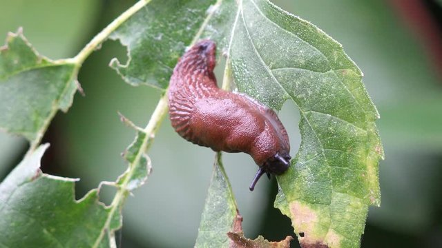 Slug eat up plant in the nature