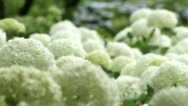 Close up Colonies of Hydrangea Annabelle, color grade, in Japan - アジサイ アナベル 日本 カラーグレード