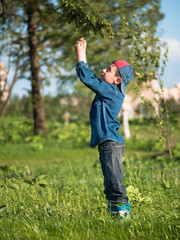 Little boy in a cap and a denim dress standing on the grass and breaks branches with pine needles on blurred background forest