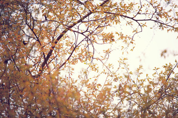 Beautiful golden forest,Soft focus and retro color toned.