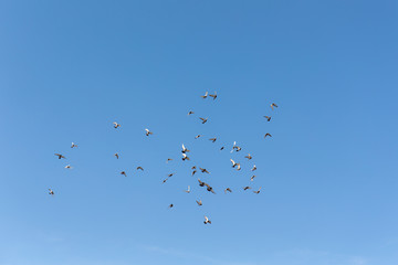 flying flock of pigeons