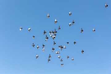 flock of pigeons in sky