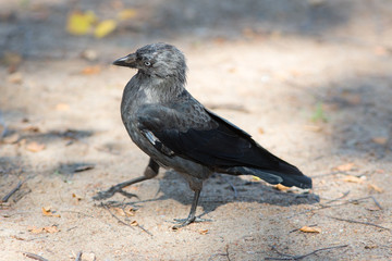 portrait of walking jackdaw