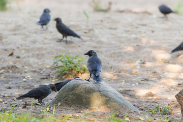 jackdaws on the beach