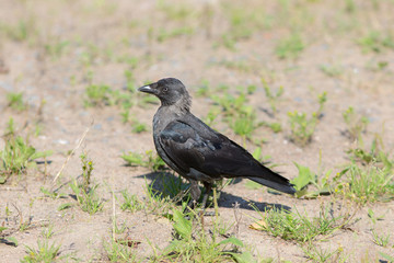 Portrait of a jackdaw