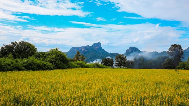 4k Time-lapse of Sunhemp or Crotalaria juncea flower field with Khao Jeen Lae mountain background, Lopburi, Thailand