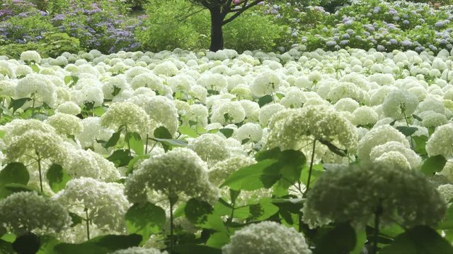 Hydrangea Annabelle colonies, color grade, in Japan - アジサイ アナベル 日本 カラーグレード