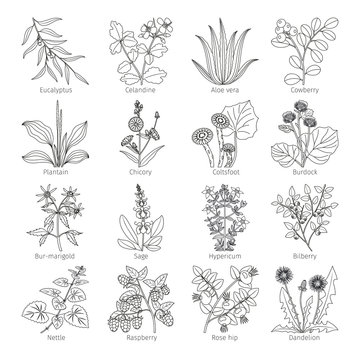 Medicine plants and herbs on white collection vector illustration