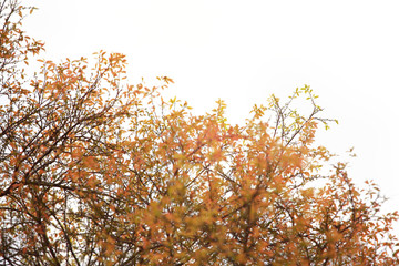 Beautiful golden forest,Soft focus and color toned.
