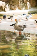 standing duck
