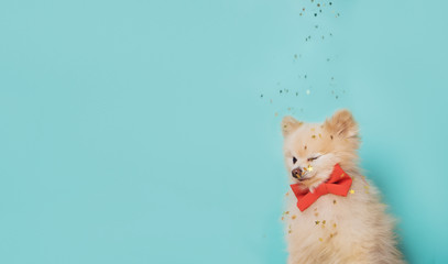 little dog with bow . space for text