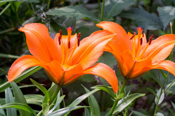 Orange Lily Flowers