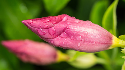 Rain Drops on The Purple Allamanda