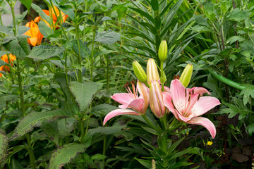 Obraz premium Pink Lily Flower