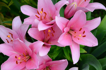 Fototapeta na wymiar Beautiful flowers of Lily in the garden. Herbaceous flowering plants .