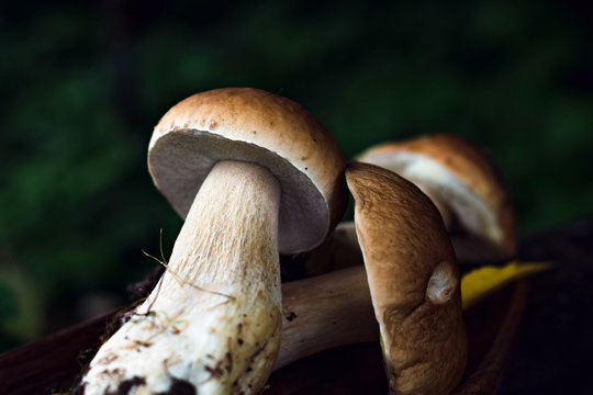 Porcini mushroom in forest. Selective focus