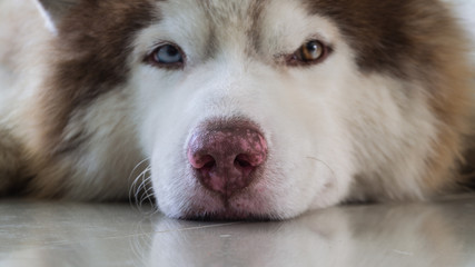 Siberian Husky Lie Down on The Floor