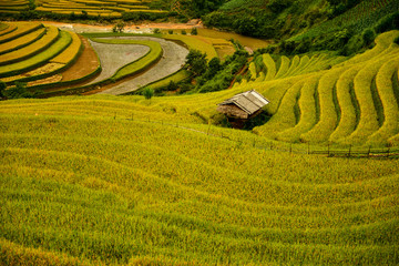 Rice terrace on during sunset ,Northeast region of Vietnam
