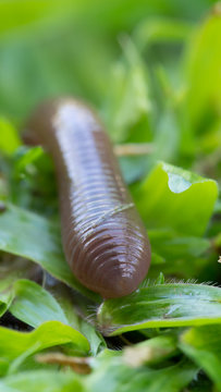 Earthworm Crawl