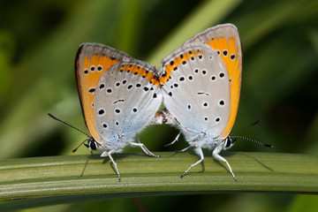 Obraz premium Mating butterfly Polyommatus icarus. Colorful Blue orange gossamer-winged