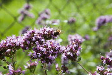 Bee on a pink oregano flower.