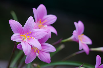 Blooming pink flowers Zephyranthes on dark background. soft focus photo.