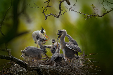 Bird family in the nest. Feeding scene during nesting time. Grey heron with young in the nest. Food...