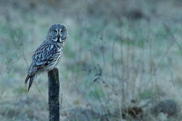Great grey owl, Strix nebulosa, bird hunting on the maadow. Owl sitting on old tree trunk with grass, portrait with yellow eyes. Animal in the forest nature habitat. Surahammar, Sweden.