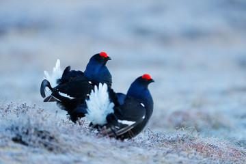 Two black grouse, detail head portrait. Black Grouse, Tetrao tetrix, lekking black bird in marshland, red cap head, animal in nature forest habitat, Norway. Bird with white tail. Wildlife from Europe.