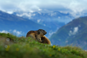 Fighting animals Marmot, Marmota marmota, in the grass with nature rock mountain habitat, Alp, Austria. Mormot with grass mountain and grey clouds. Widlife scene from Alp. Marmot in the nature.