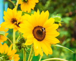 Yellow sunflowers with a bumblebee in the middle