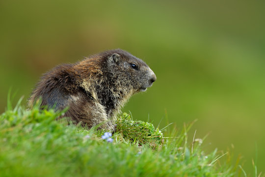 Cute animal. Fighting animals Marmot, Marmota marmota, in the grass with nature rock mountain habitat, Alp, Austria. Mormot with grass mountain and grey clouds. Widlife scene from Alp.