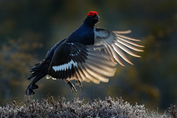 Black Grouse, Tetrao tetrix, lekking nice black bird in marshland, red cap head, animal in the nature forest habitat, Sweden. Black bird in fly with open wing. Action wildlife scene. Flying bird.
