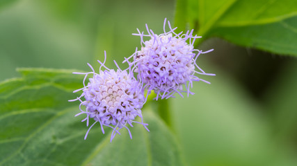 The Little Purple flowers