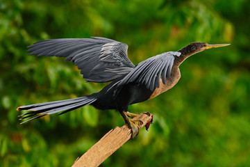 Anhinga, water bird in the river nature habitat. Water bird from Costa Rica. Anhinga in the water. Bird with log neck and bill. Anhinga sitting on the branch above water, river in Costa Rica