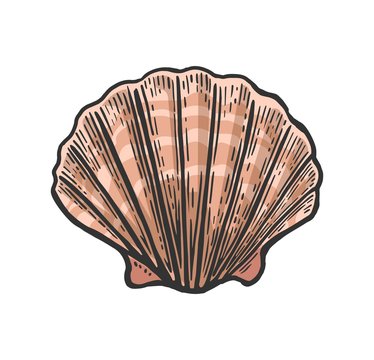 Sea shell Scallop. Black engraving vintage illustration. Isolated on white background.