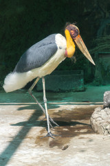 Птица африканский марабу