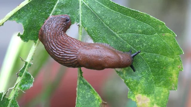 Slug eat up plant in the nature