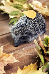 Young hedgehog in autumn leaves