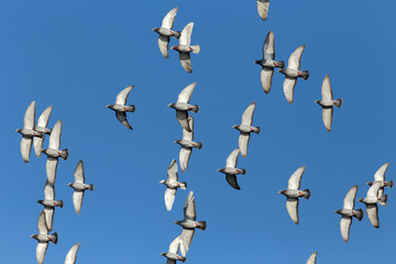 Sport carrier pigeons in flight