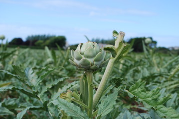 Artichokes (bud) growing on the field. Agriculture in France.