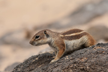 Naklejka na ściany i meble Barbary ground squirrel (atlantoxerus getulus), Fuerteventura, Canary Islands