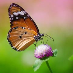Butterflies in the garden flowers.