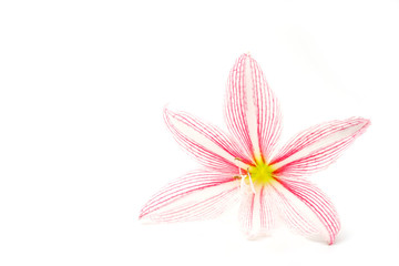 Fototapeta na wymiar beautiful pink lilly flower on white isolate background