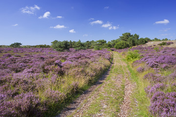 Fototapeta na wymiar Path through blooming heather in The Netherlands